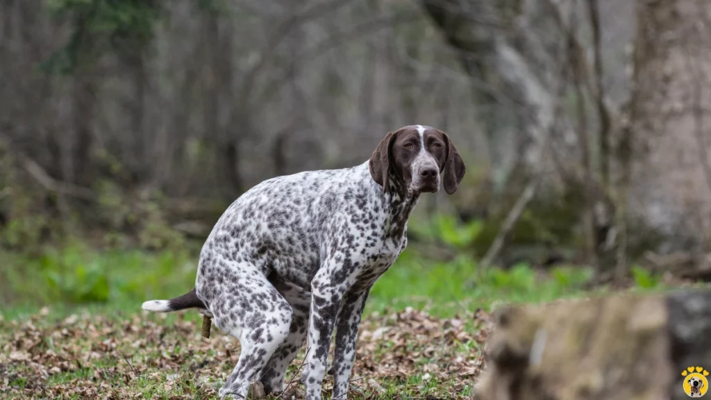 dog's poo doggohappy